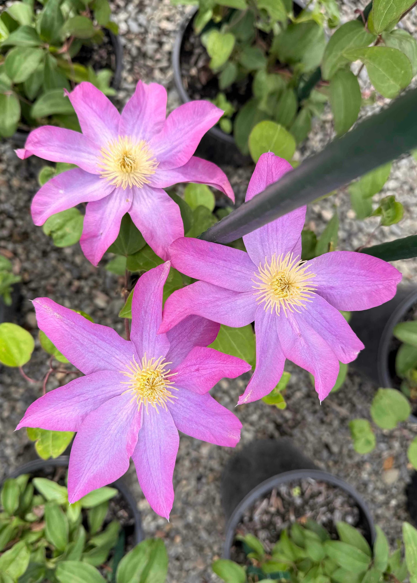 Pink flowers with yellow centers in a garden setting