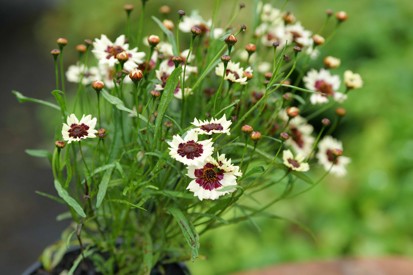 Coreopsis Corusco Cream