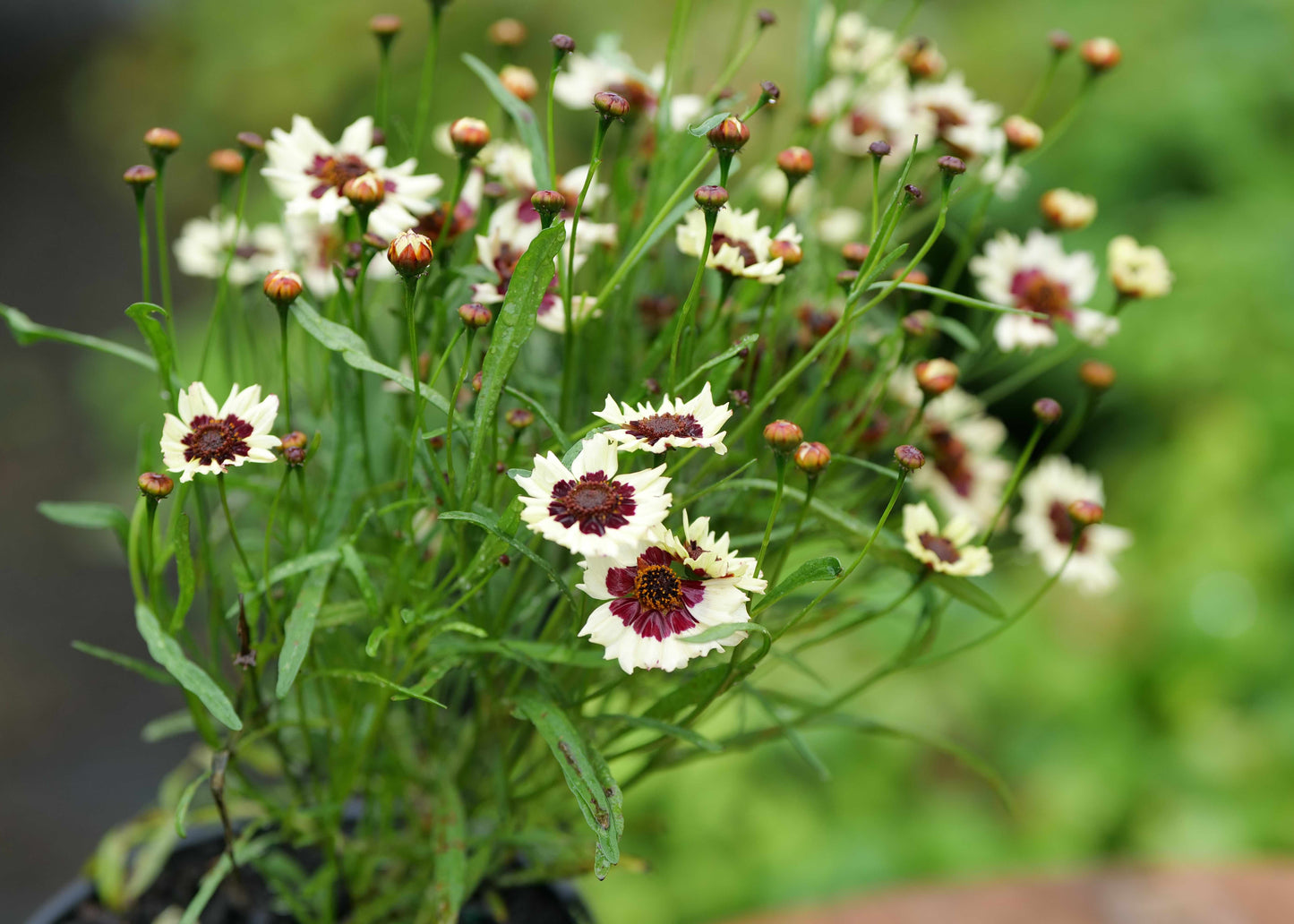 Close-up of Coreopsis Corusco Cream with white and maroon flowers against a blurred green background