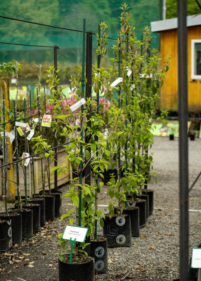 Row of Cornus Greenvale plants with labels in an outdoor setting