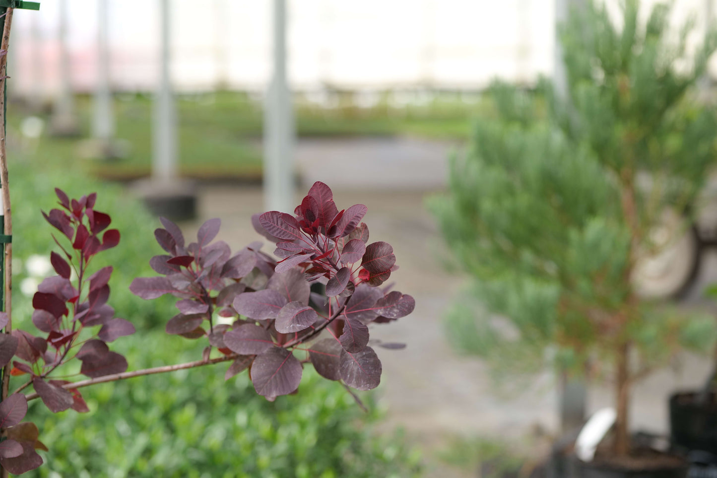 Cotinus Coggygria Purpurea