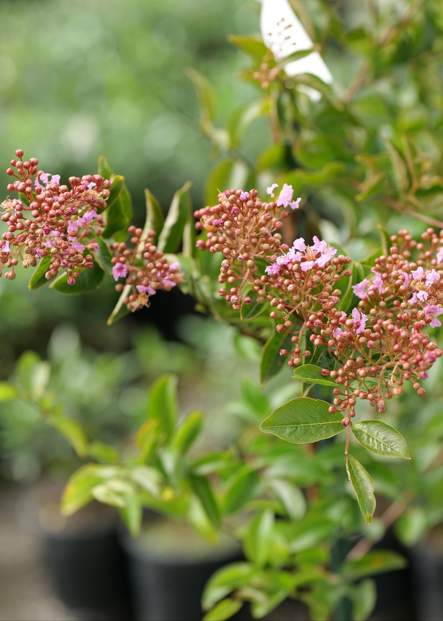 Crepe Myrtle Floral plant with pink flowers and green leaves in a garden setting