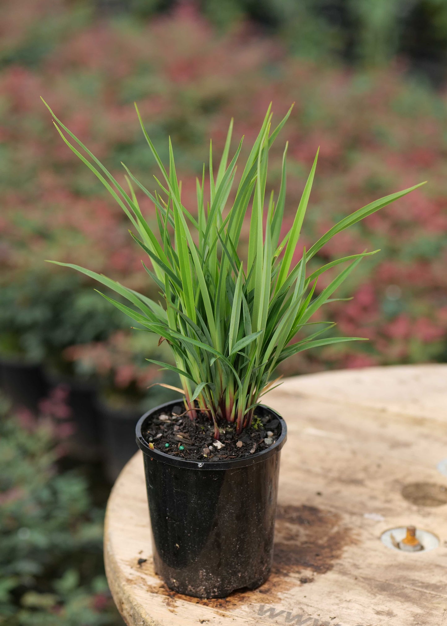 Dianella Revelation
