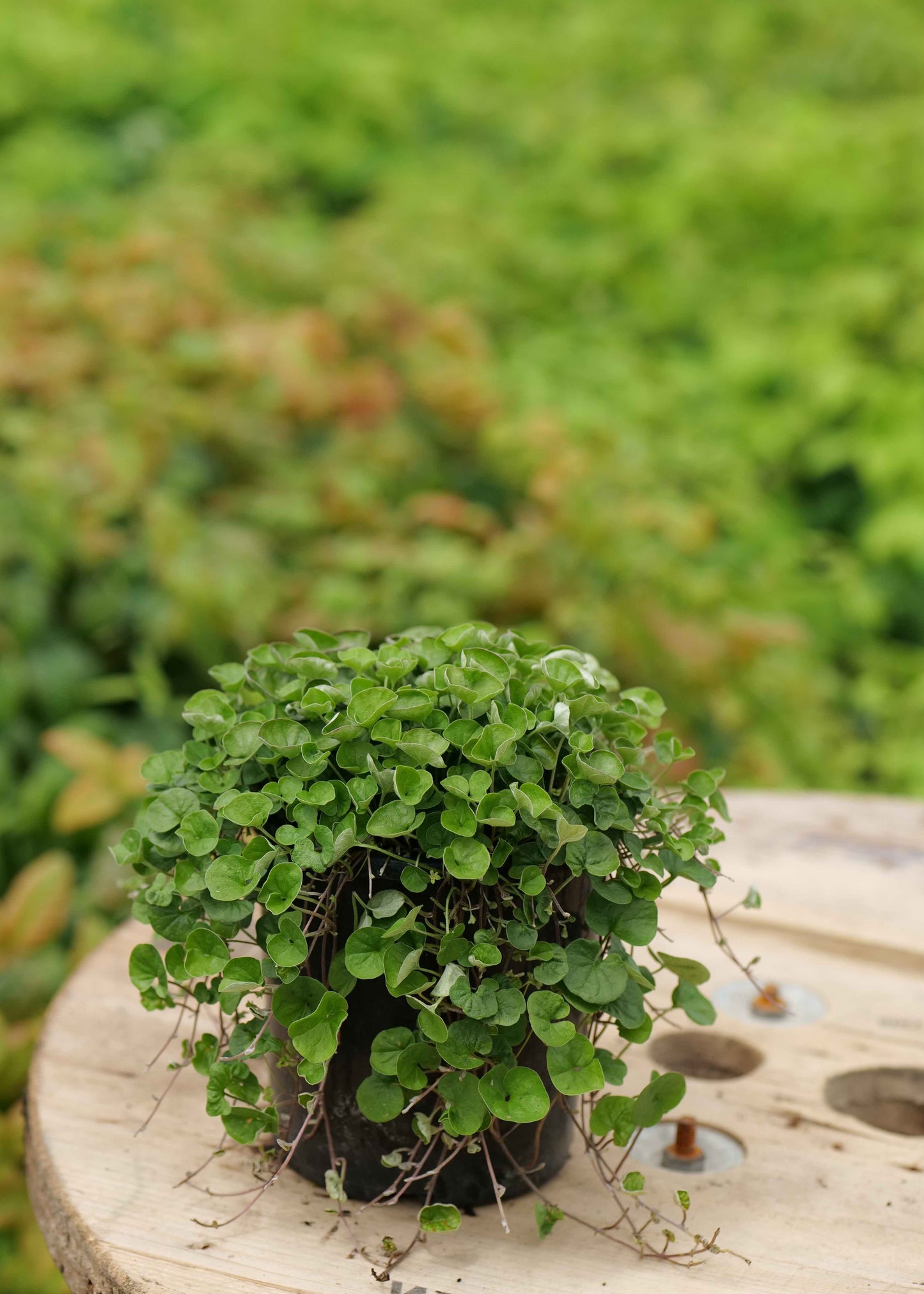 Small potted Dichondra Emerald Falls on a wooden stump with a blurred green background