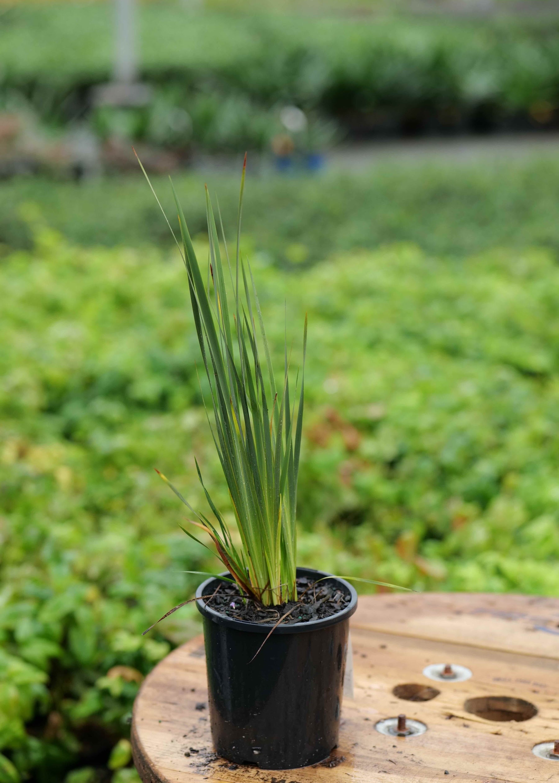 Buy Dierama Pink| Pink Angel's Fishing Rods