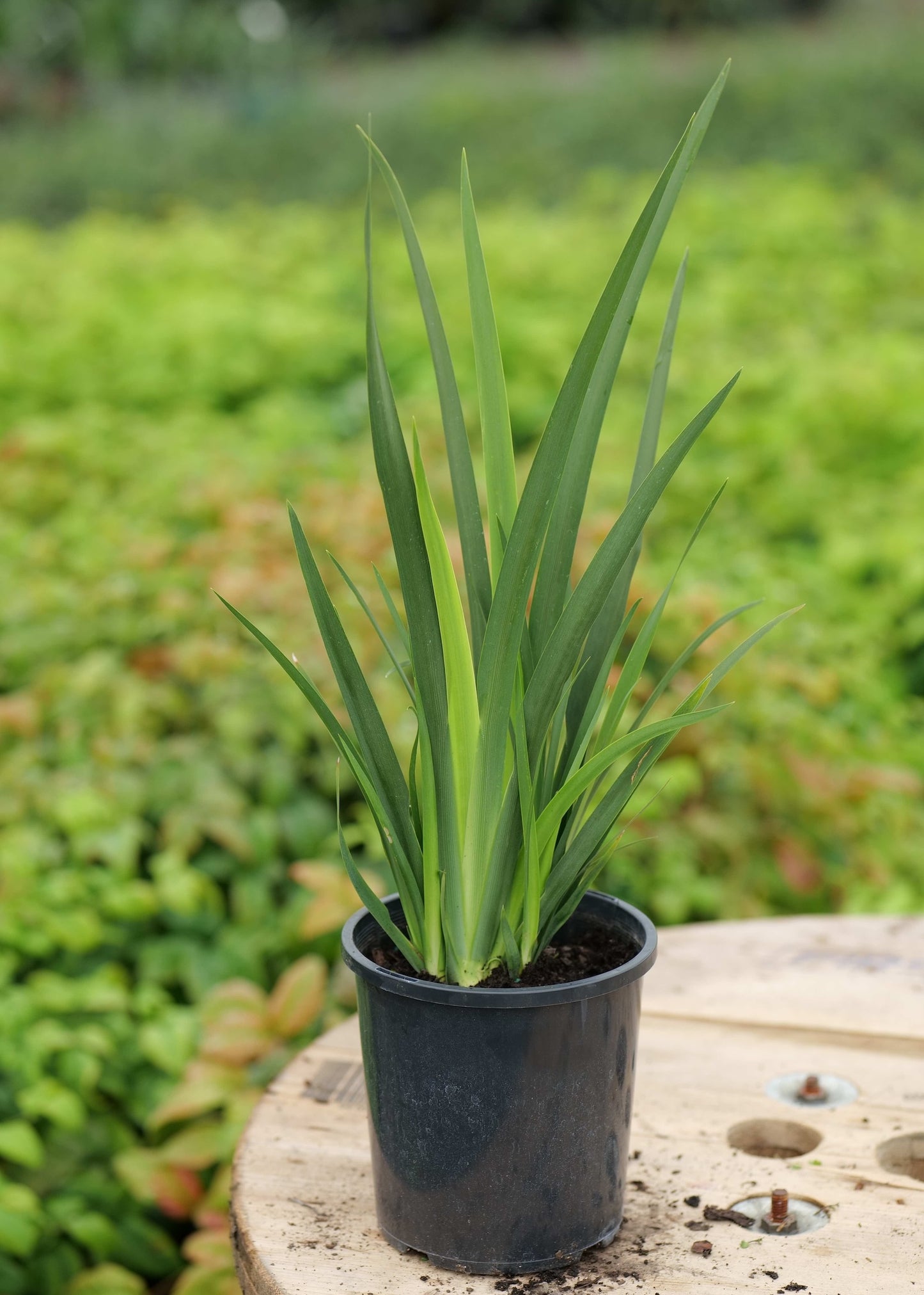 Potted Dietes Grandiflora plant on a wooden stump with a blurred green background