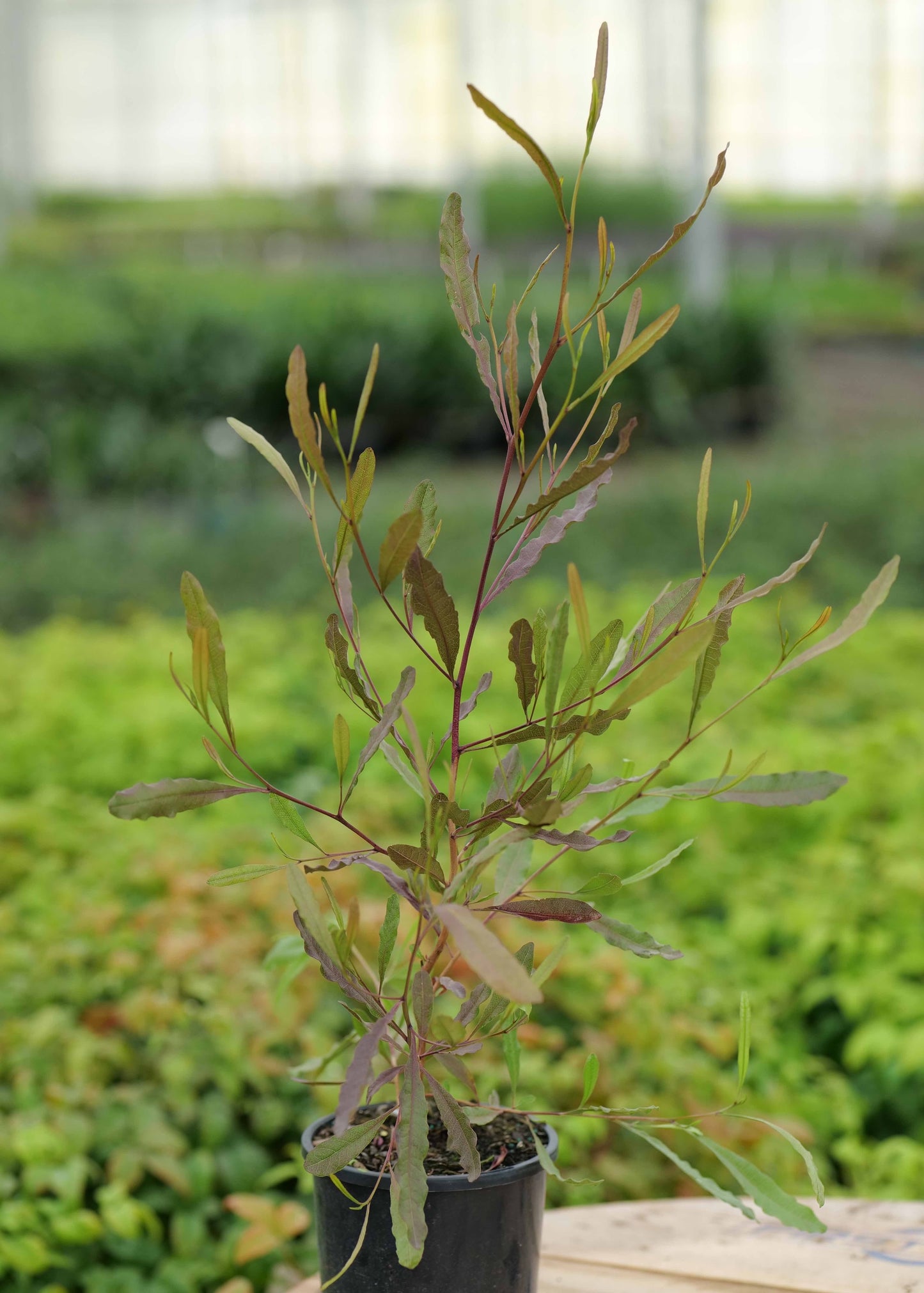 Small Dodonea viscosa purpurea on a wooden surface with a blurred green background