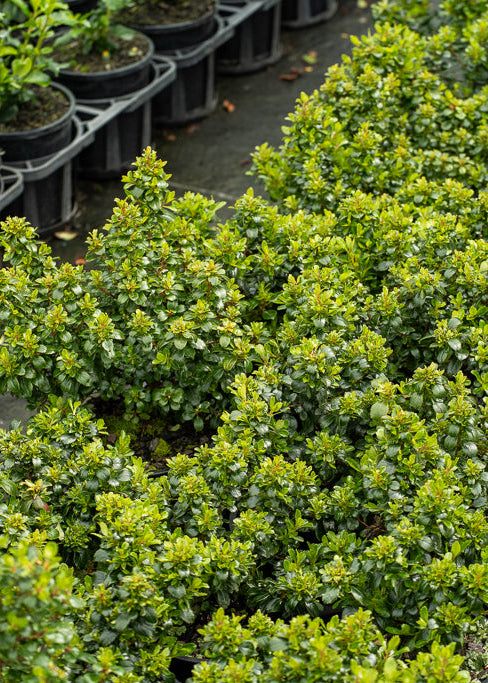 Close-up of a green shrub Escallonia Red Dream with a blurred background of more plants.