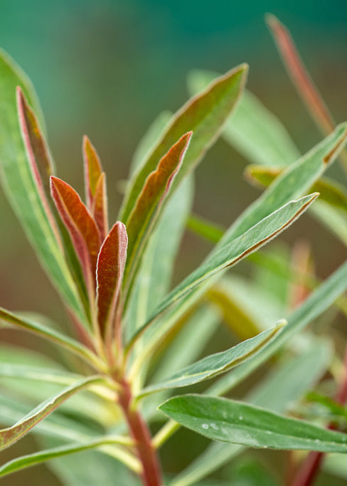 Close-up of Euphorbia martinii leaves with a blurred natural background