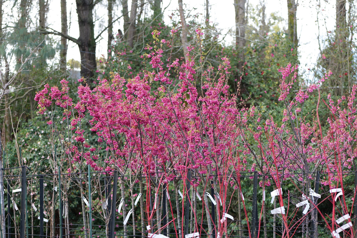 Prunus Campanulata Felix Jury