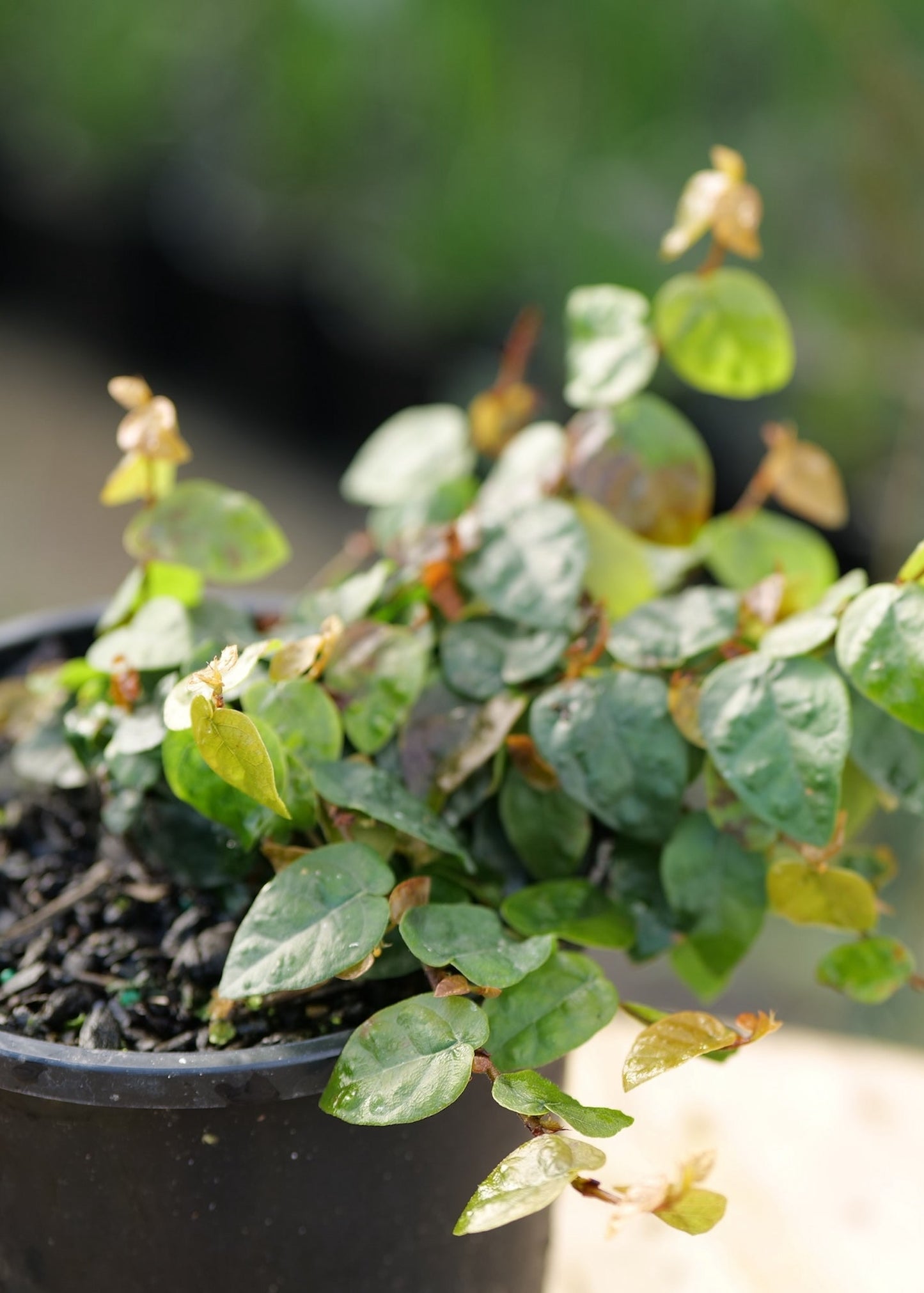 Ficus Pumila
