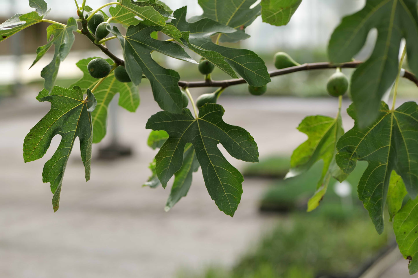 Green leaves of Fig Brown turkey with green fruit with a blurred background