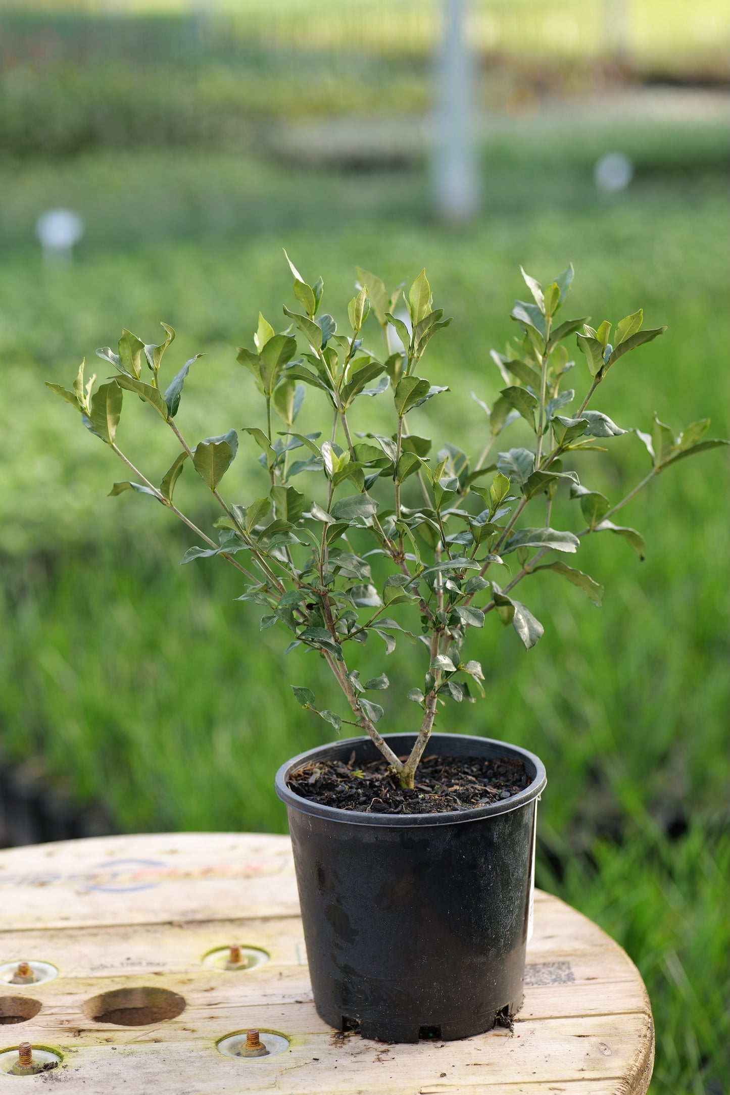 Gardenia J. ‘Grif’s Select’