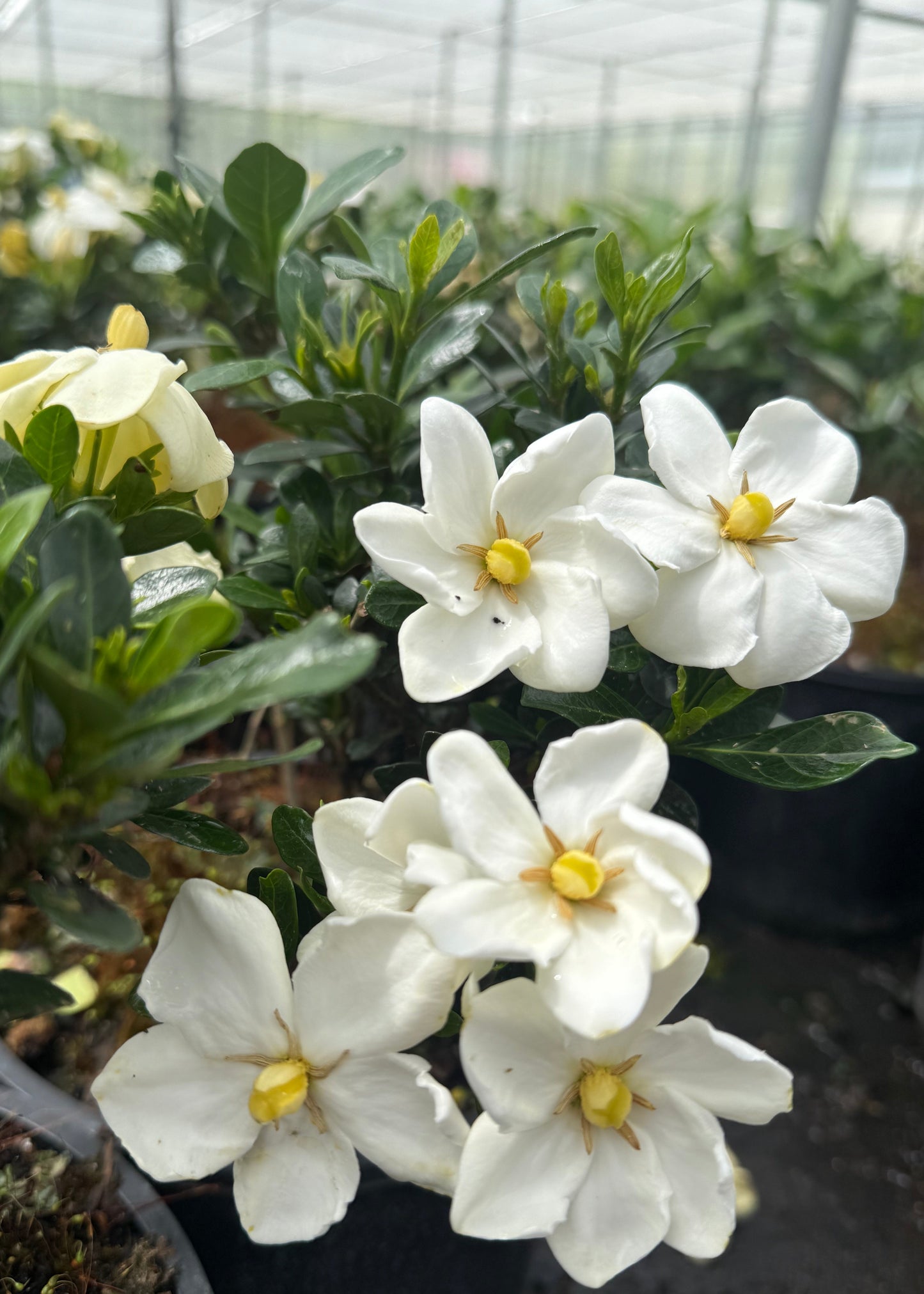 White flowers with yellow centers in a greenhouse setting