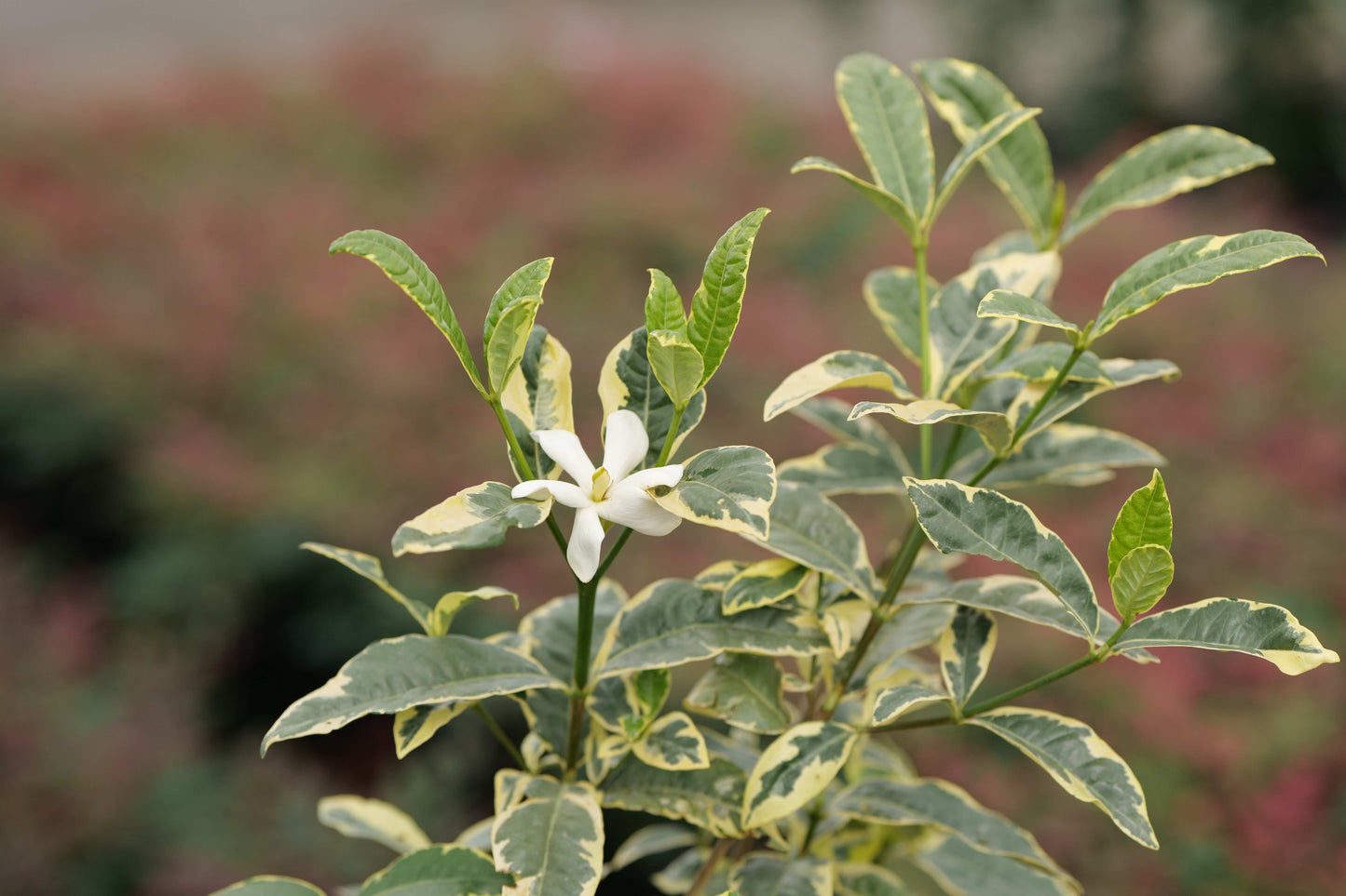 Gardenia J. ‘Variegata’