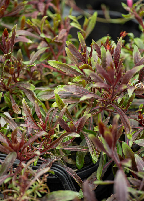 Close-up of Gaura Pink Bouquet foliage.