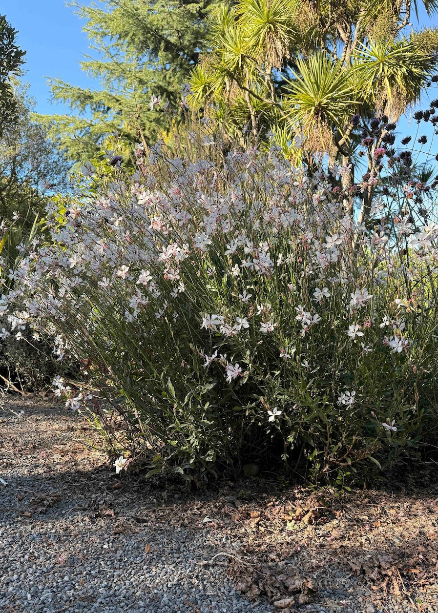 Gaura Sparkle White established in a gravel garden
