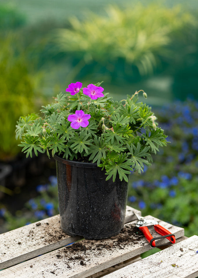 Geranium Tiny Monster plant on a wooden surface with a blurred garden background