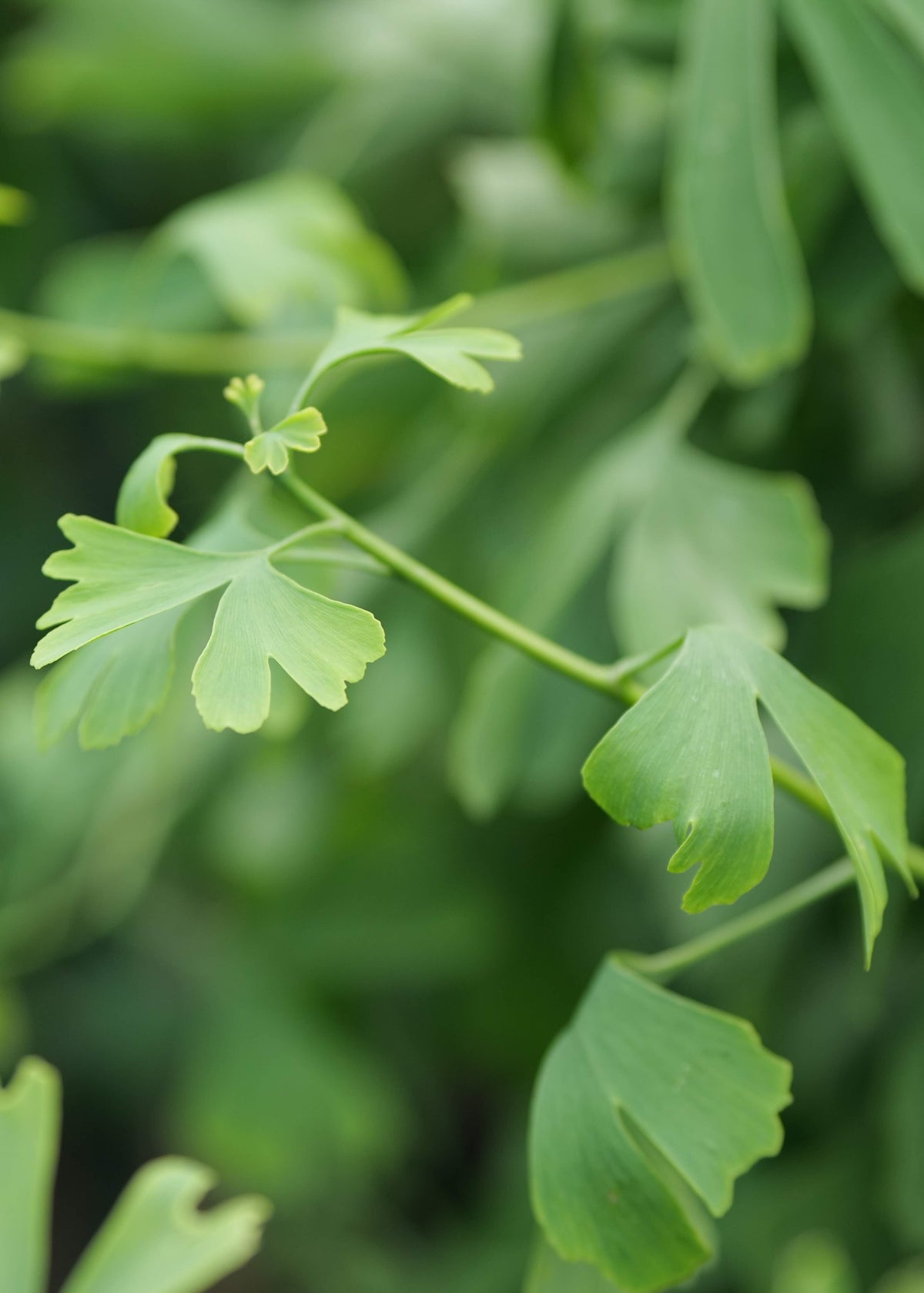 Close-up of Ginkgo Biloba leaves with a blurred green background