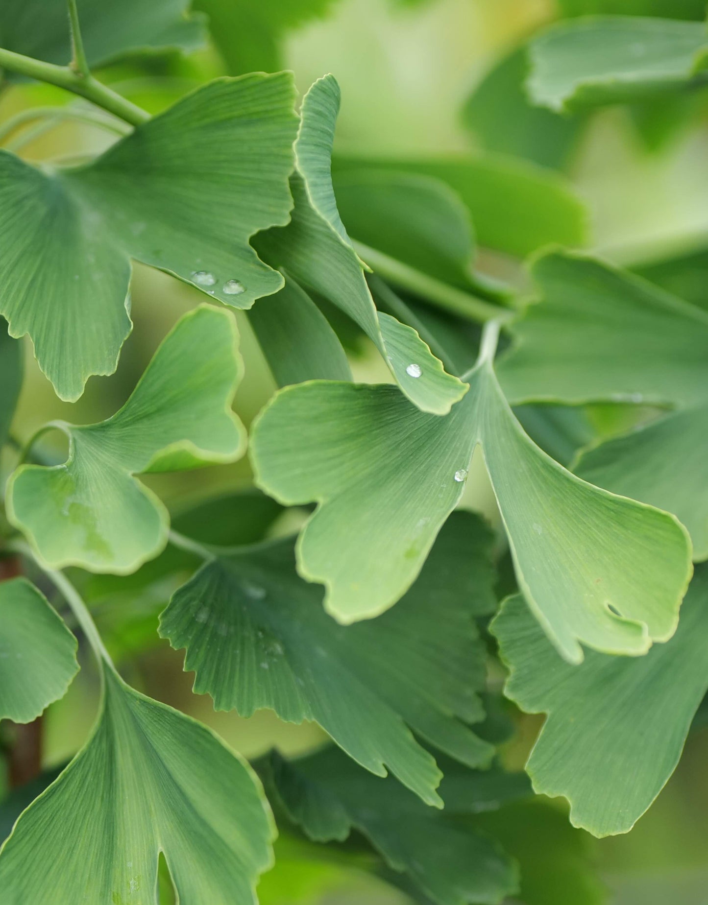 Ginkgo Biloba