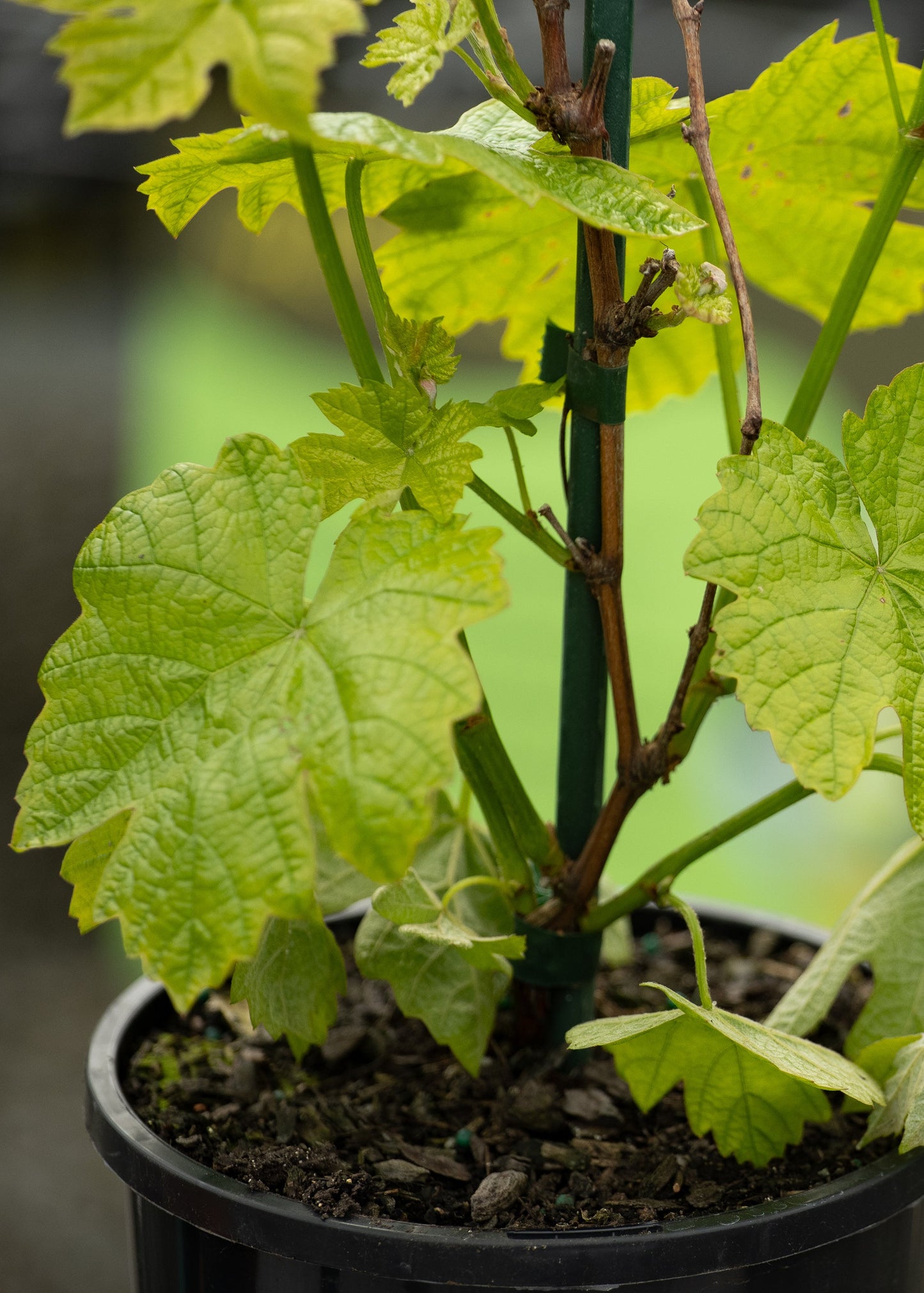 Grape Candice Seedless grape plant