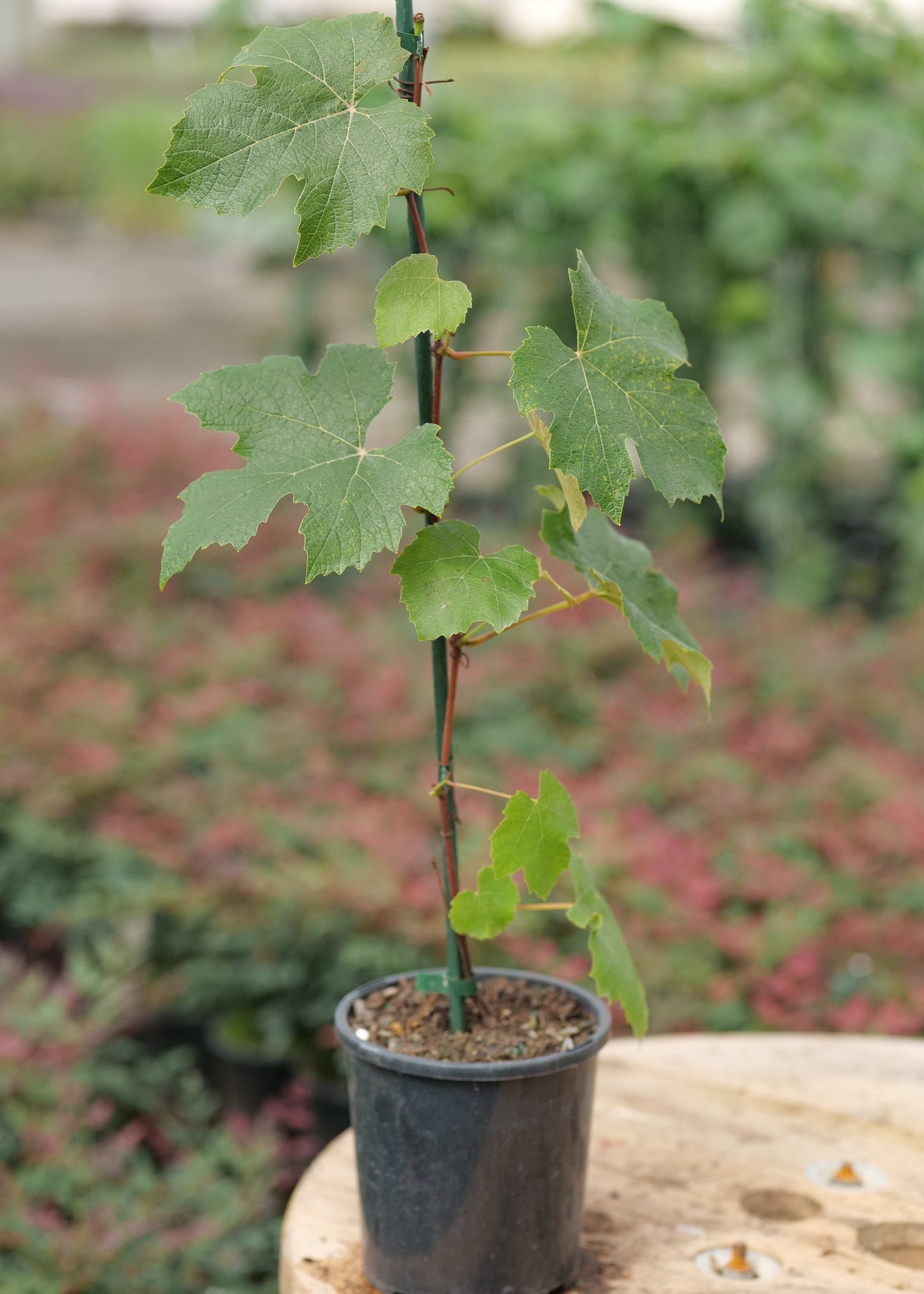 Potted Grape Lakemont Seedling plant with green leaves on a wooden surface