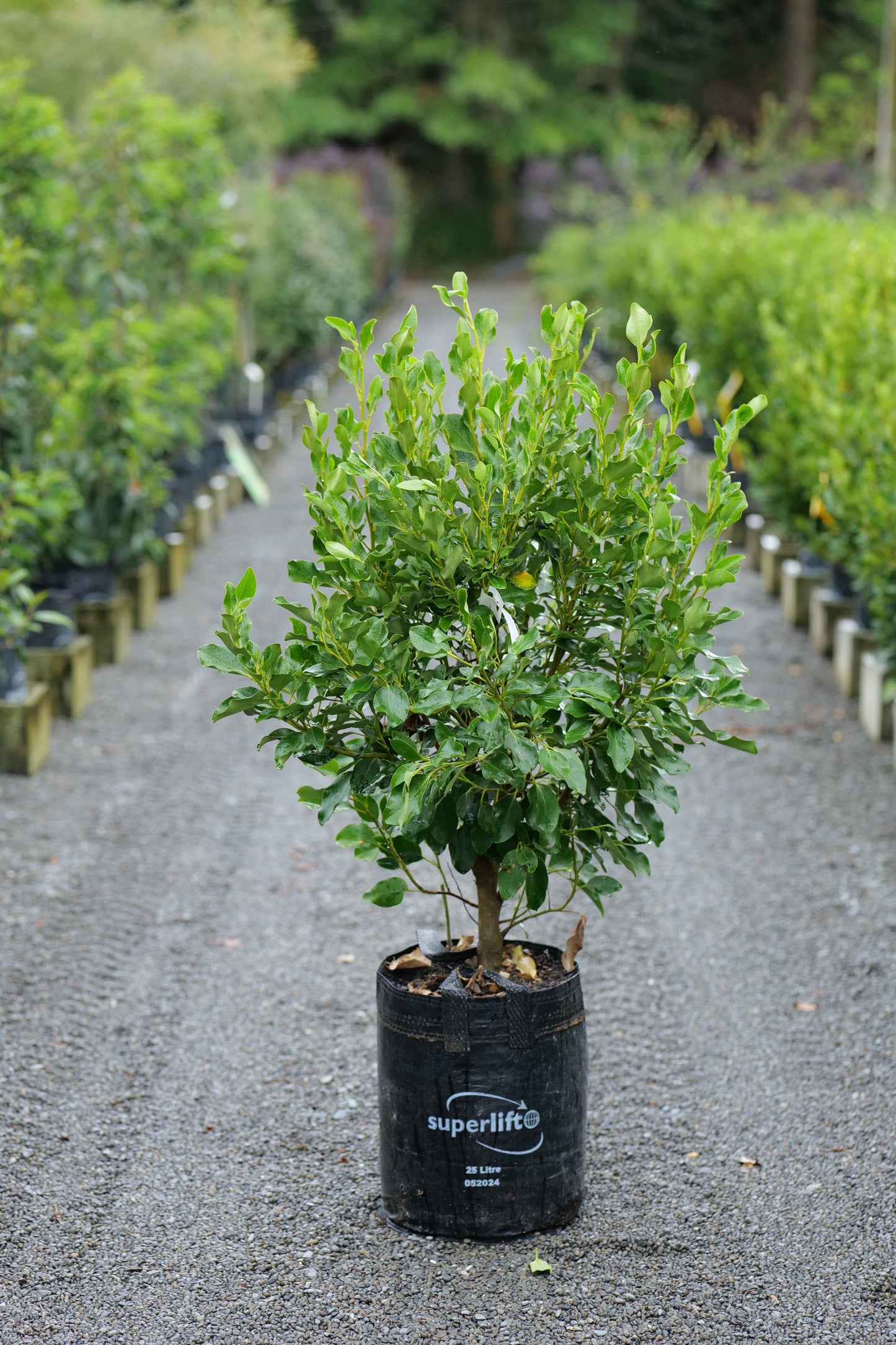 Griselinia Littoralis Broadway Mint