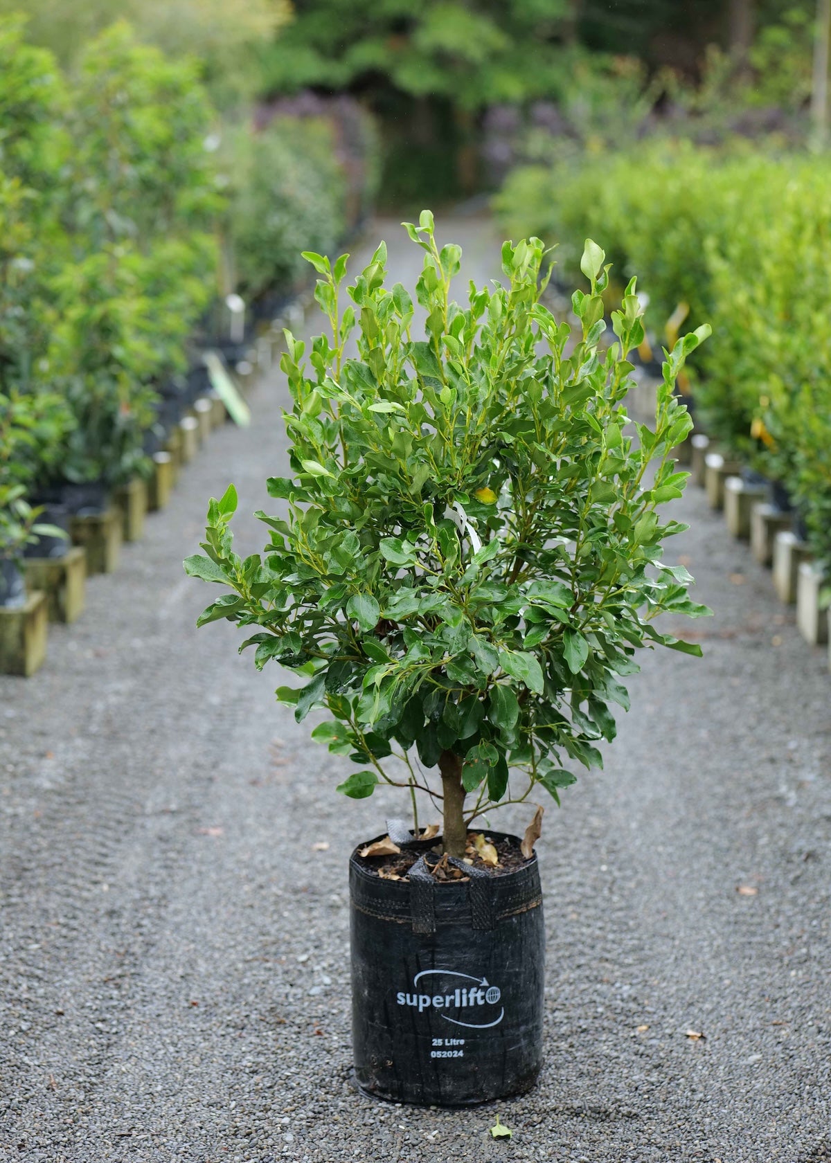 Griselinia Broadway Mint shrub in large planter bag