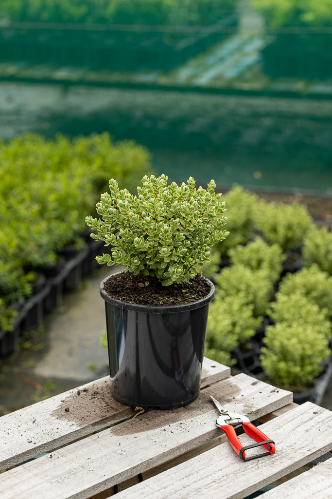Hebe Topiaria