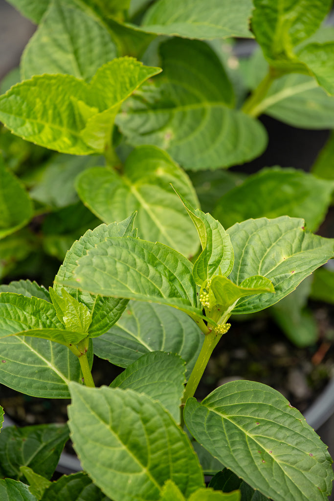 Hydrangea Bridal Bouquet