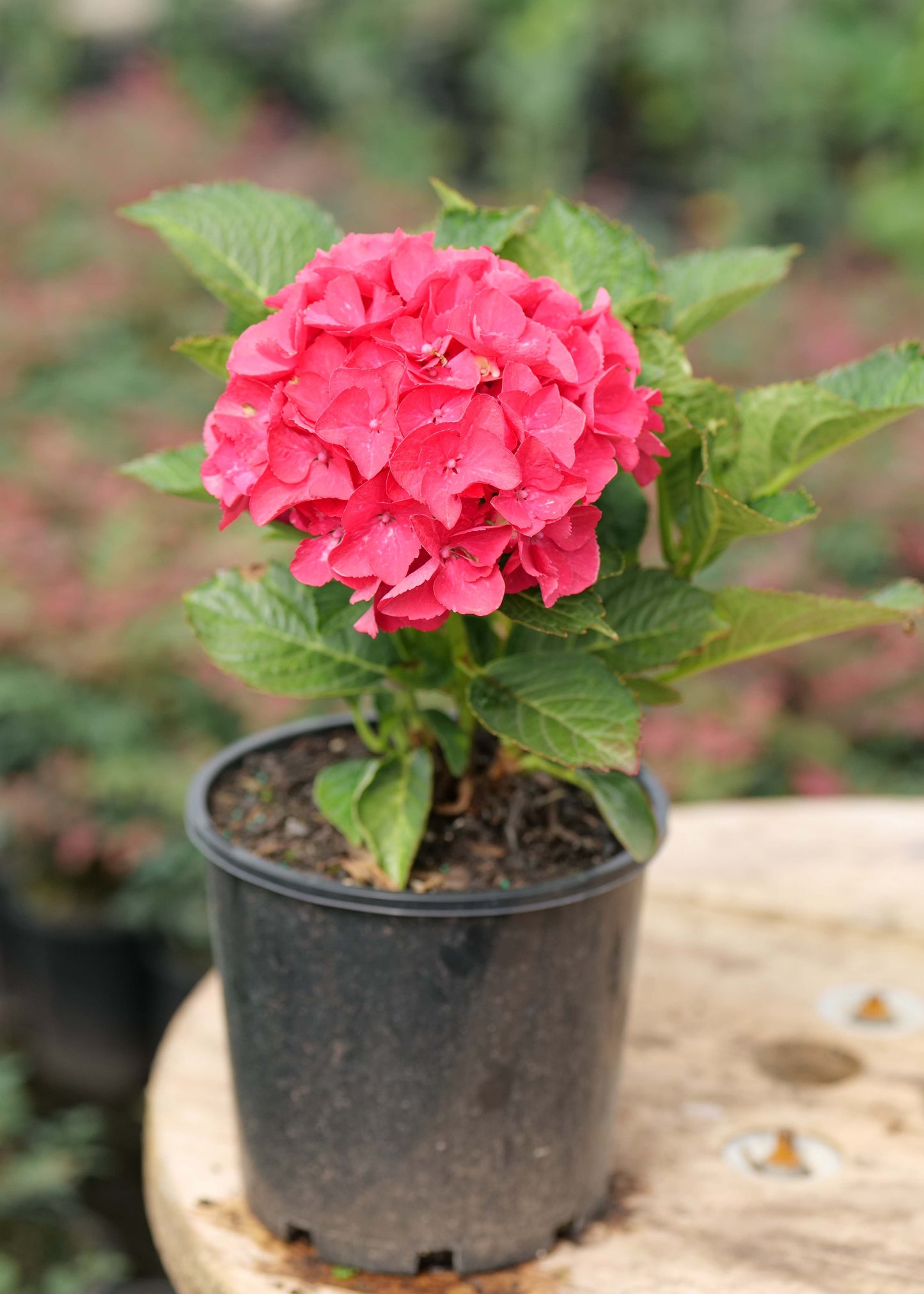 Hydrangea Paris