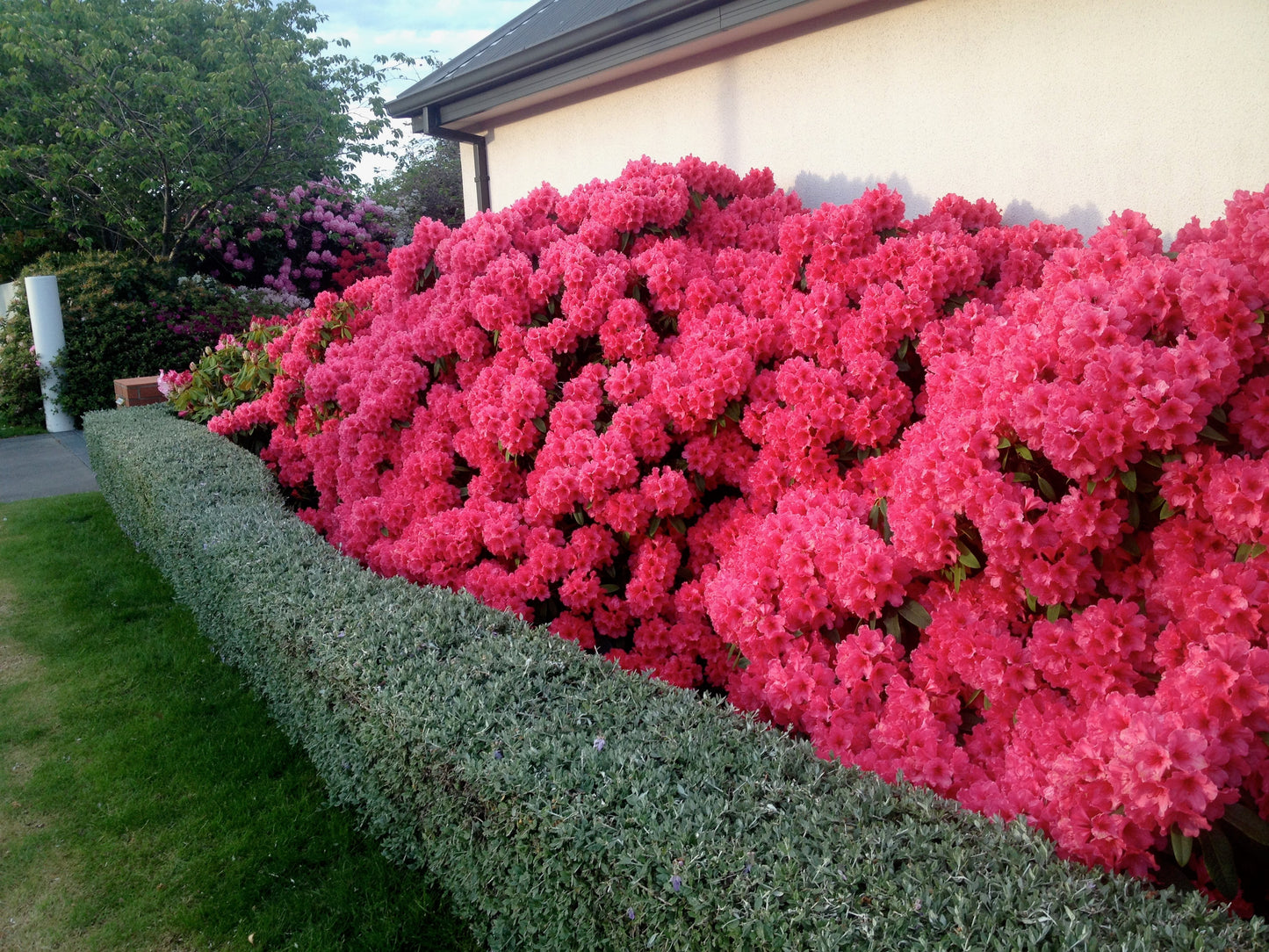 Rhododendron Cary Anne