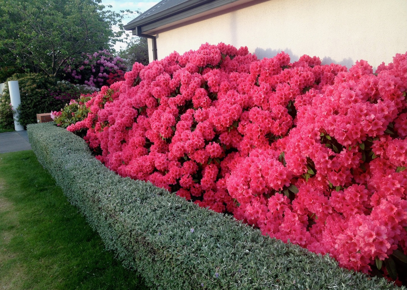 Pink flowering Rhododendron in front of a house with green grass and trees in the background