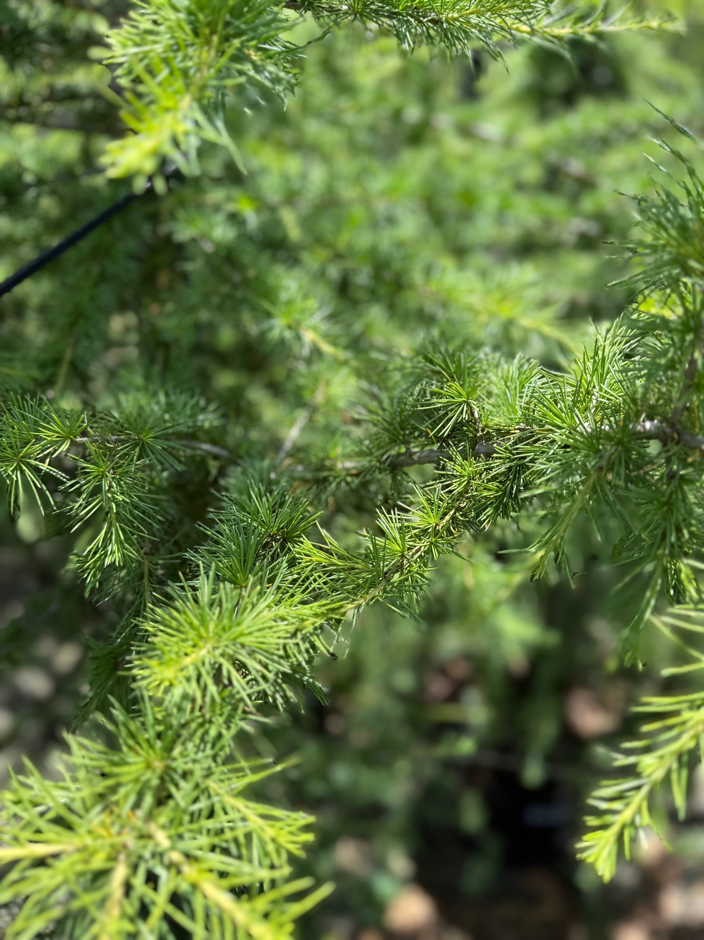 Cedrus Atlantica Glauca
