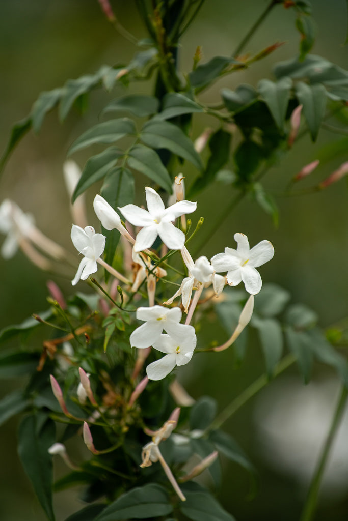 Jasminum Polyanthum