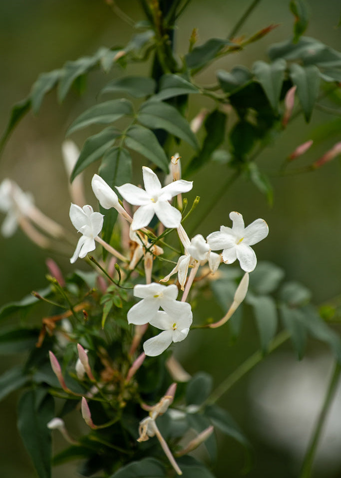 White flowers of Jasminum Polyanthum with green leaves on a blurred natural background