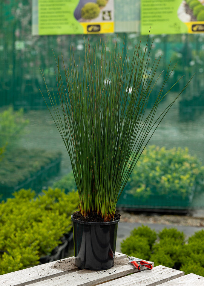 Juncus Blue Dart