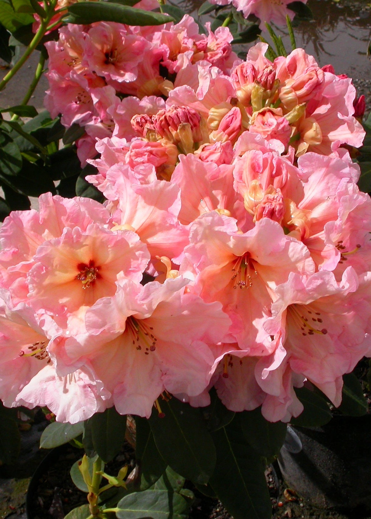 Rhododendron Kiwi Flash