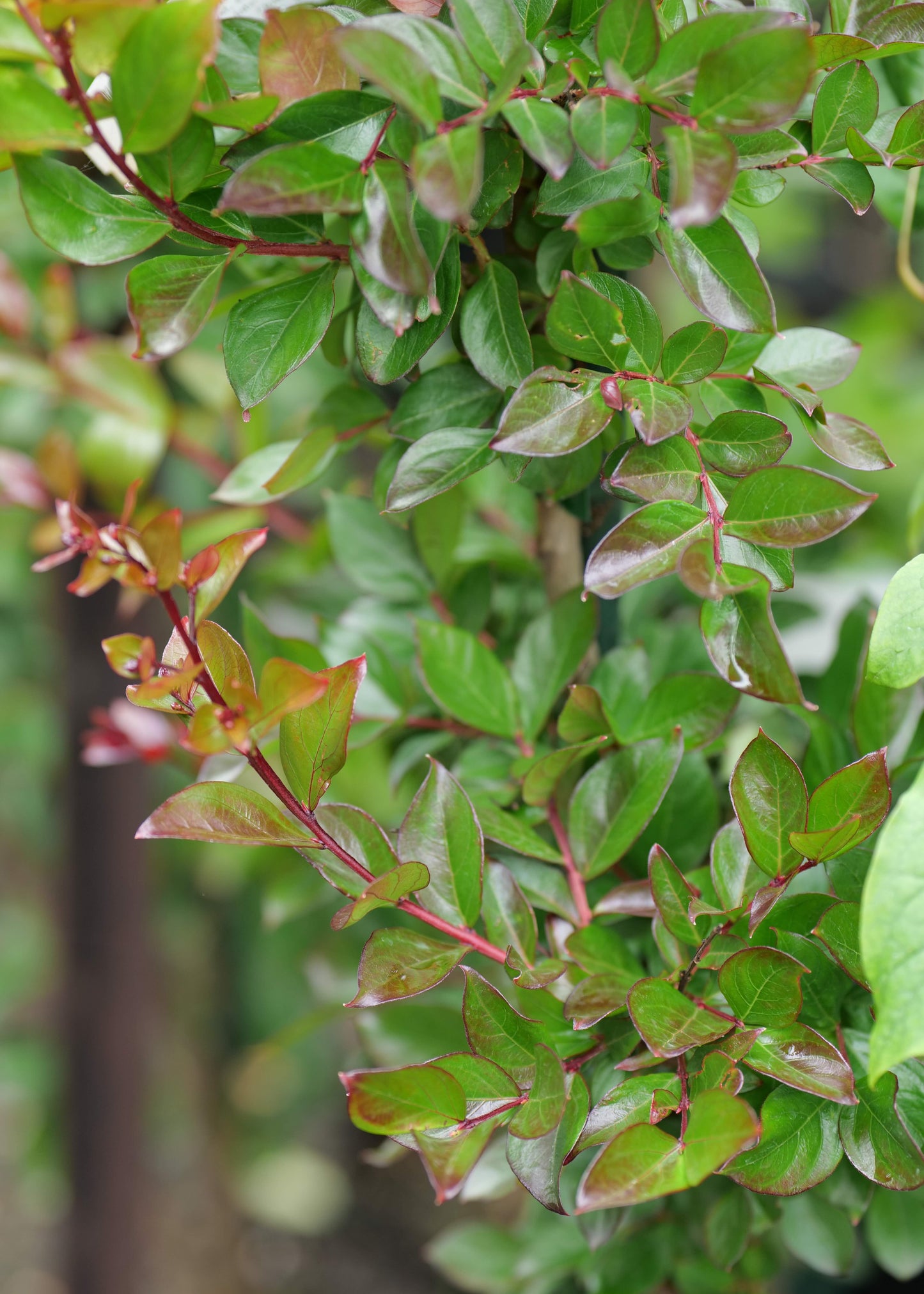 Lagerstroemia Just Striking
