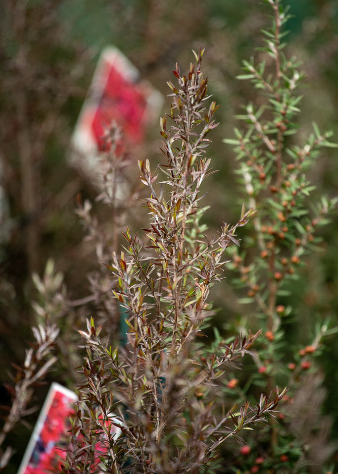 Leptospermum Burgundy Queen