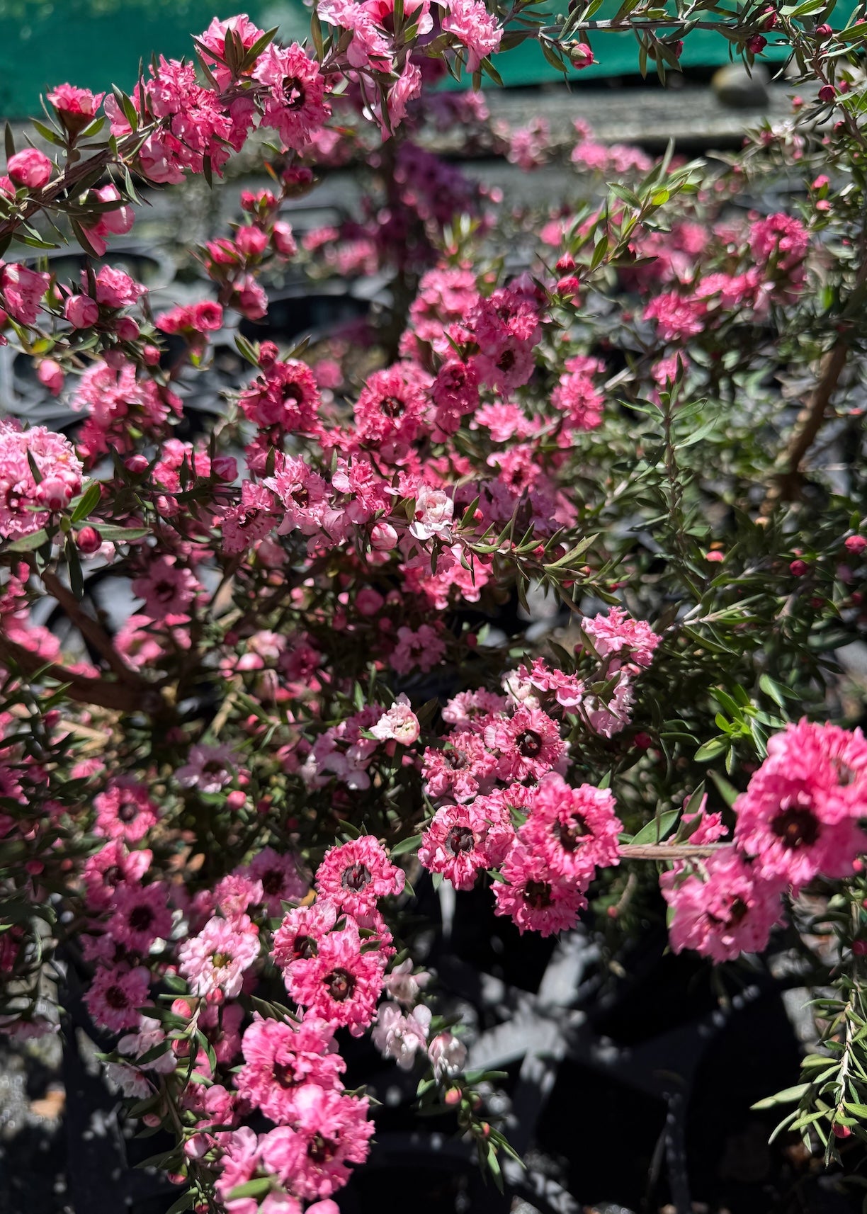 Close-up of Leptospermum Coral Candy with a blurred background