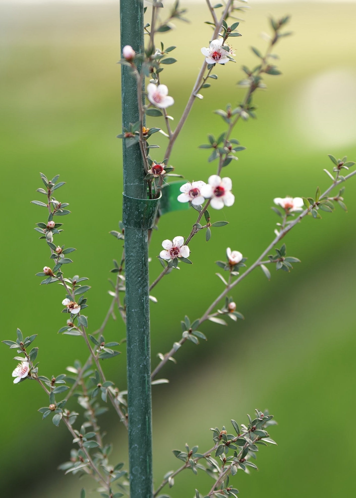 Close up of Manuka Flowers with blurred background