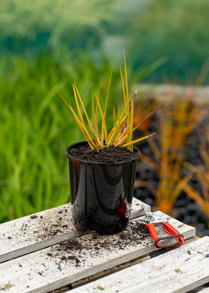 Libertia Peregrinans