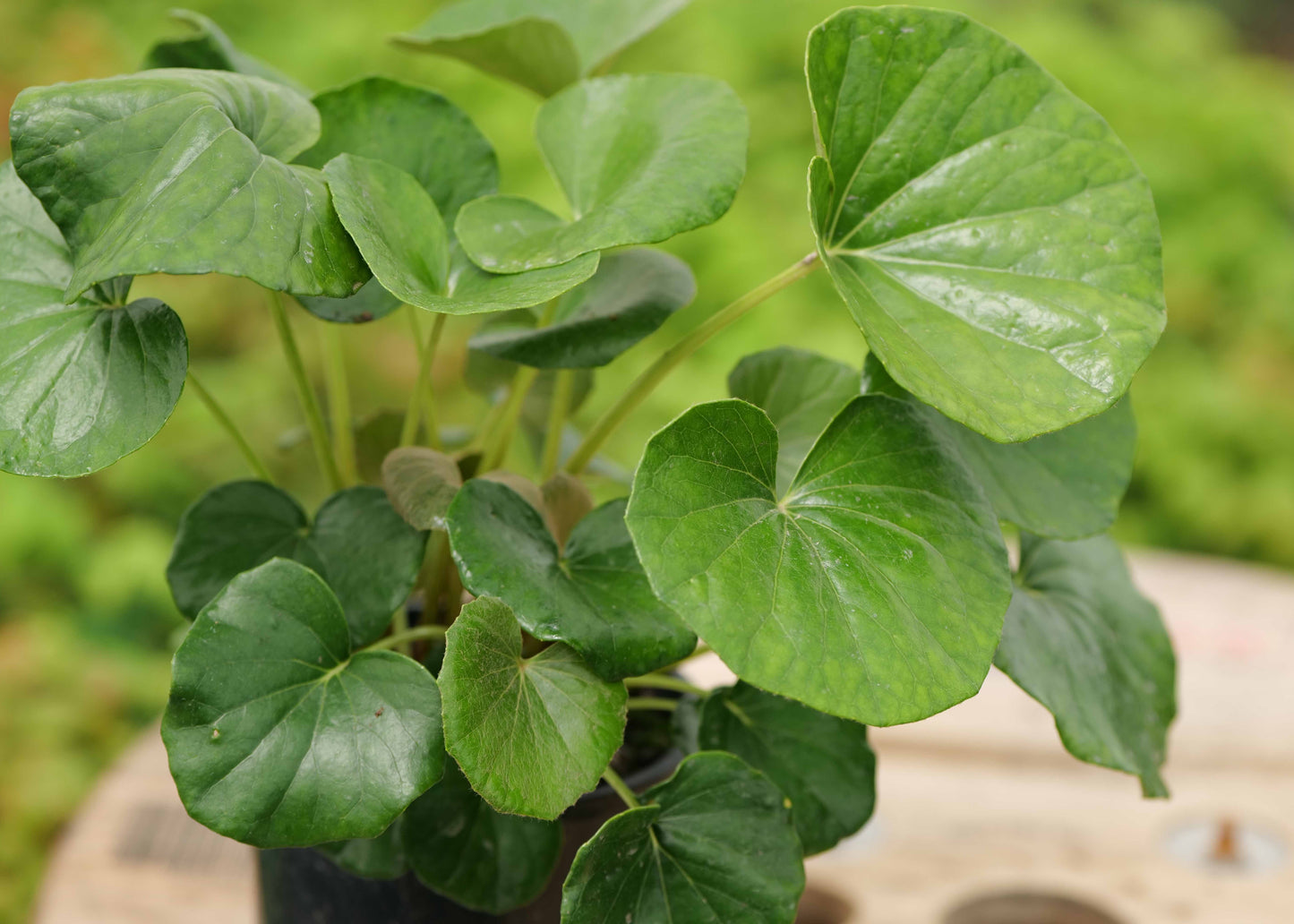 Close-up of a potted Ligularia reniformis tractor seat plant with large green leaves on a blurred background