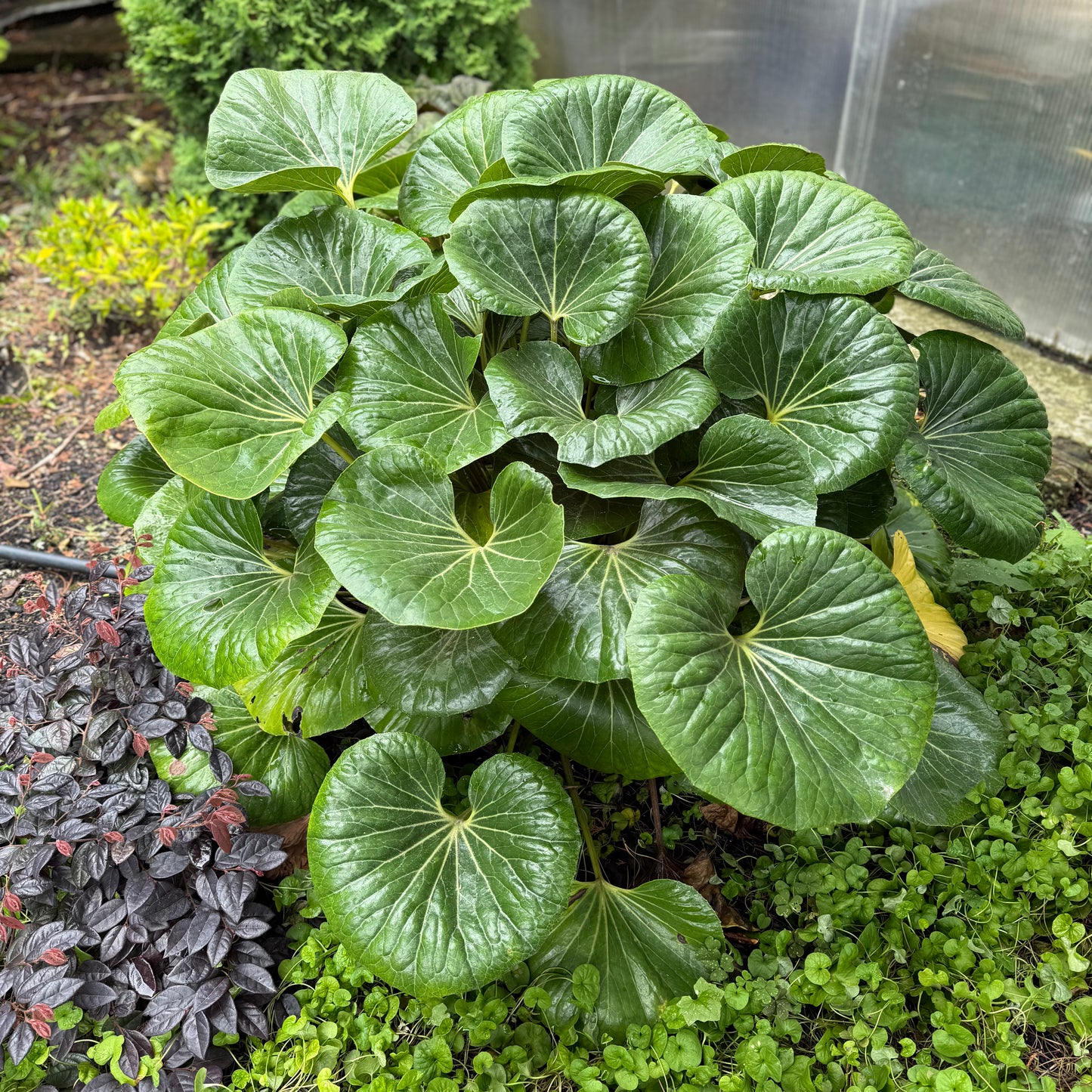 Ligularia Reniformis