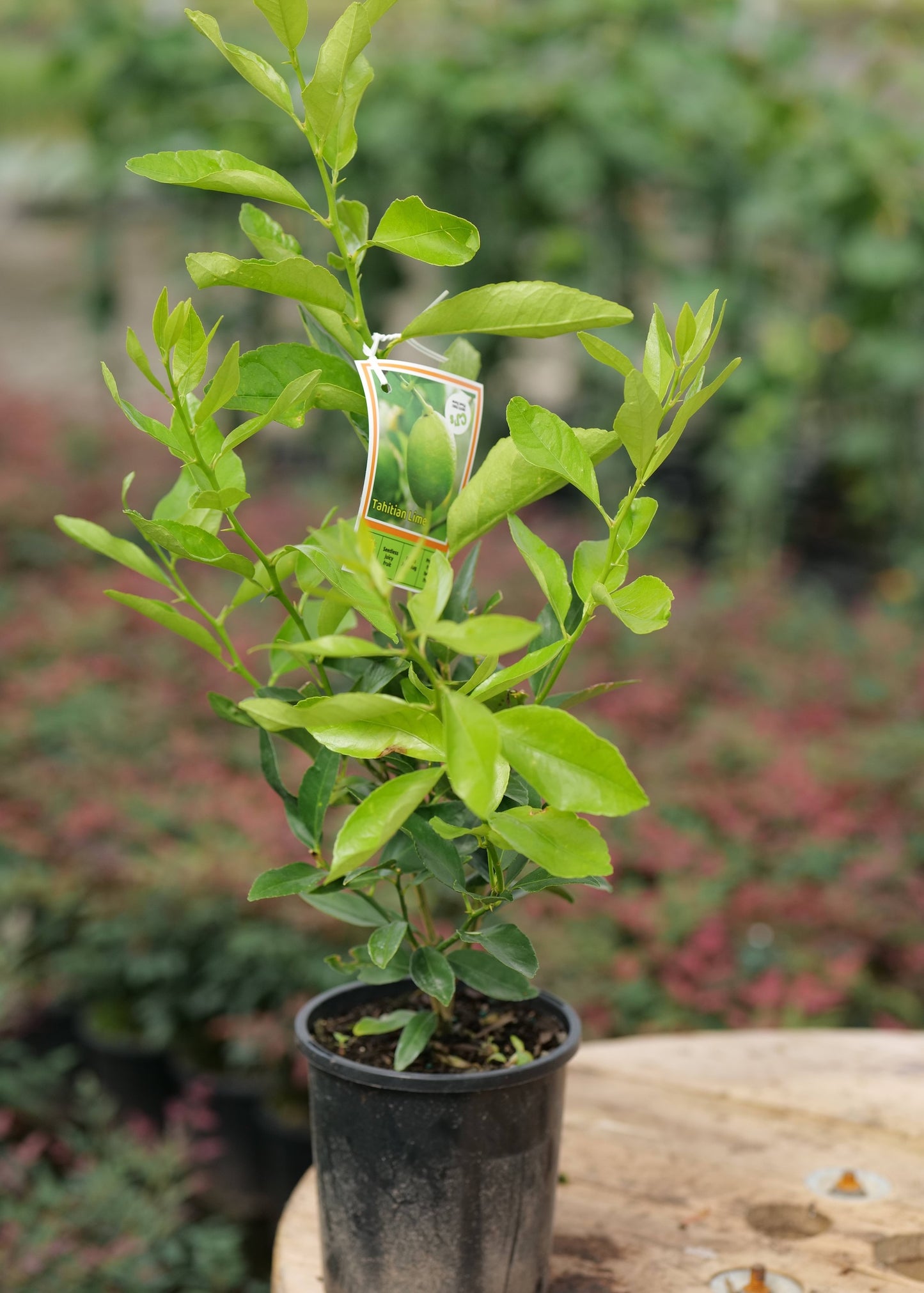 Potted Lime Tahitian plant on a wooden surface