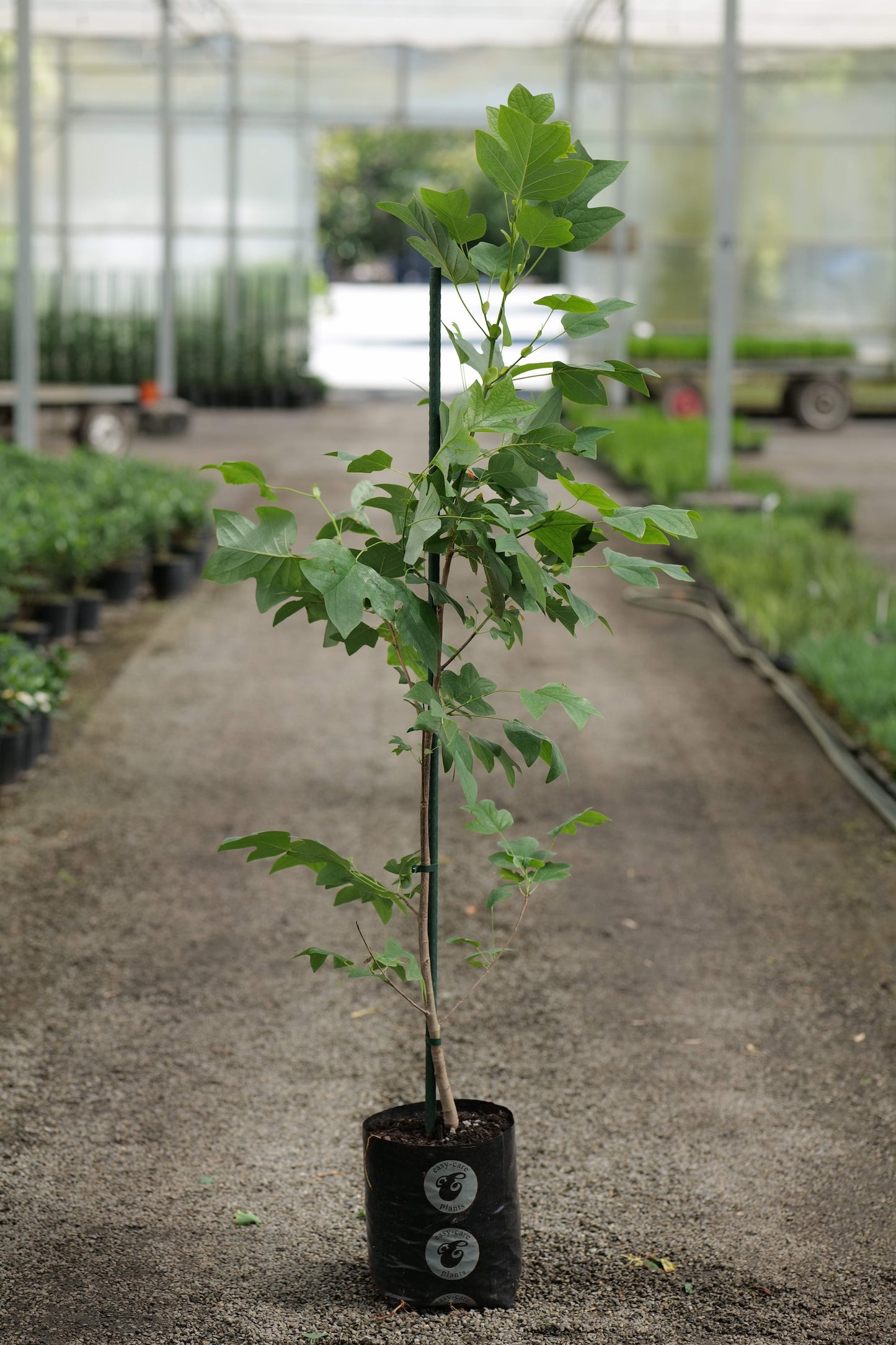 Young Tulip tree in a pot on a concrete floor with greenery in the background