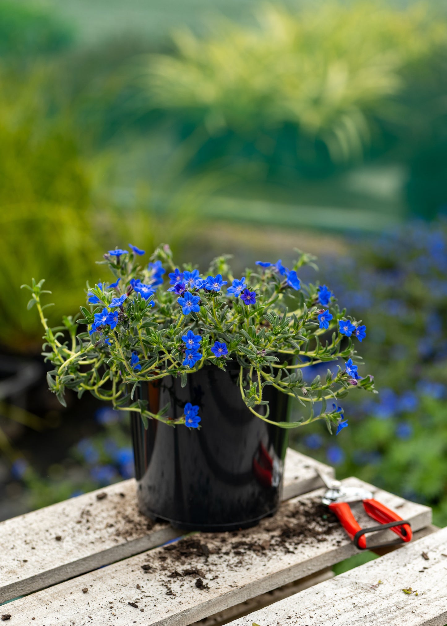 Potted plant with blue flowers on a wooden surface outdoors