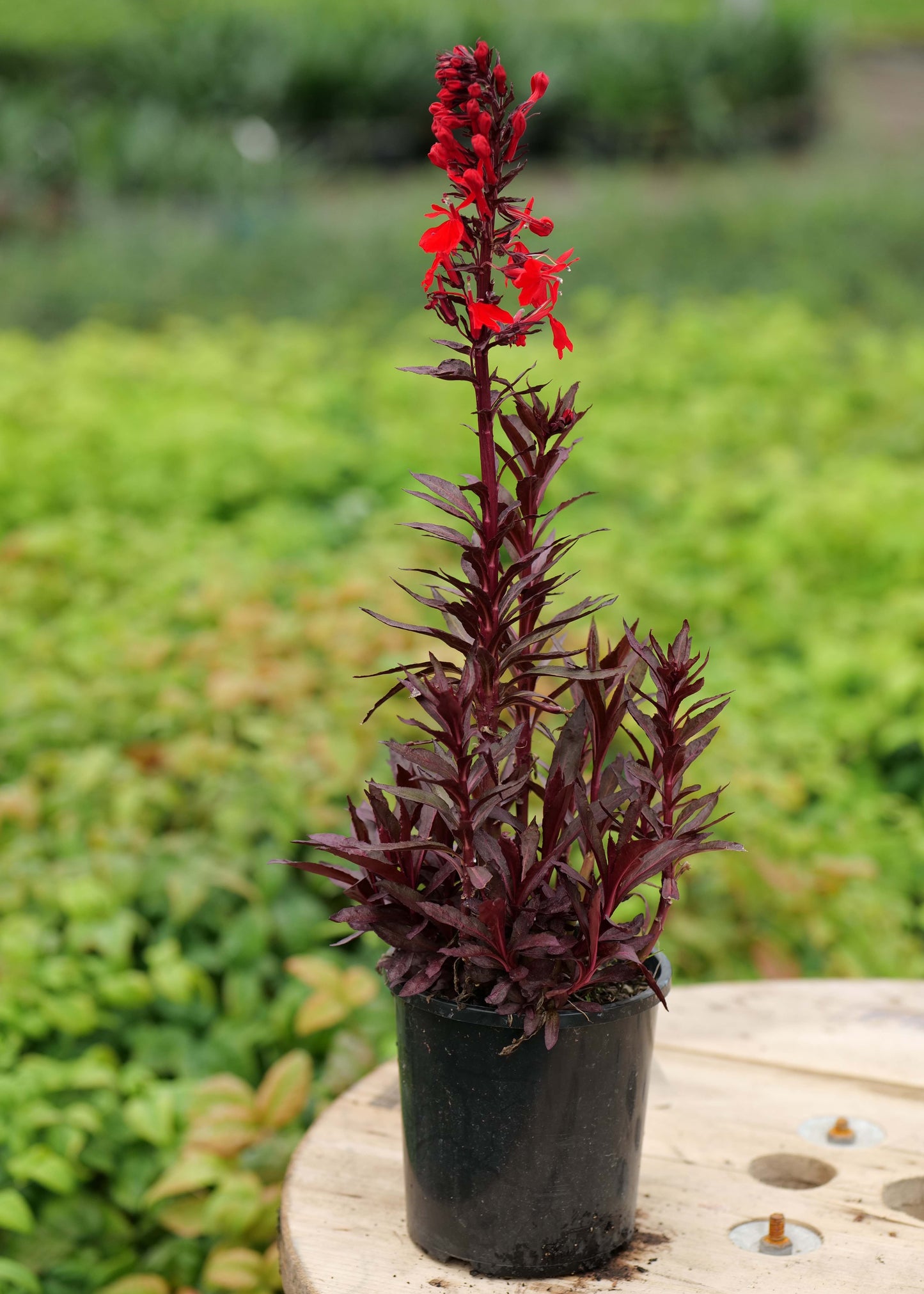 Lobelia cardinalis plant in a pot on a wooden surface with green foliage in the background