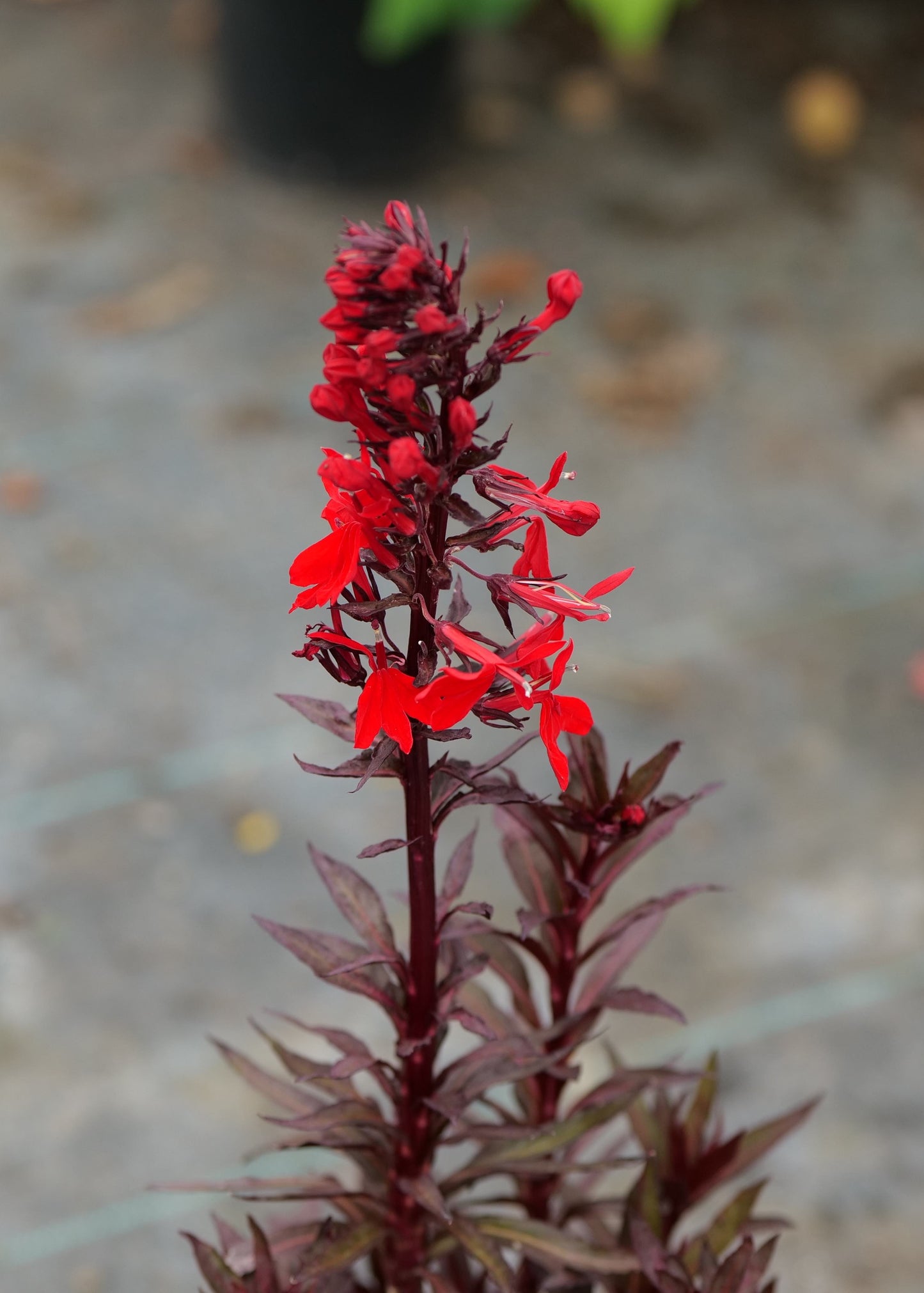Lobelia cardinalis